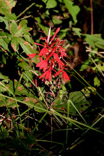 Lobelia cardinalis #1